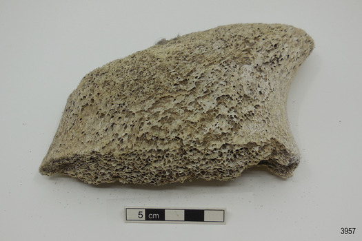 Piece of whalebone discoloured with age, and showing deterioration of the bone.