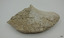 Piece of whalebone discoloured with age, and showing deterioration of the bone.