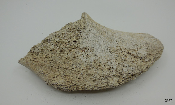 Piece of whalebone discoloured with age, and showing deterioration of the bone.