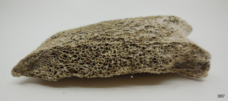 Piece of whalebone discoloured with age, and showing deterioration of the bone.