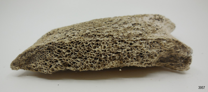Piece of whalebone discoloured with age, and showing deterioration of the bone.