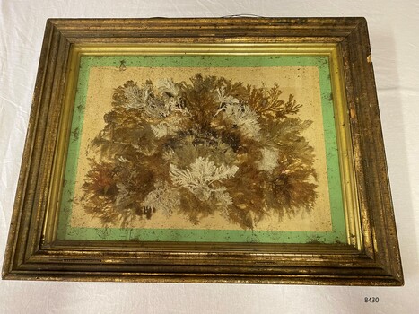 Wooden frame with mounted specimens of seaweed behind glass.