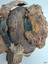 Wood is split and cracked. Metal has come away from wood. Thick encrustations on wheel.