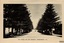 Liebig Street, towards the Memorial on Merri Street. Pine trees are on both sides of the street