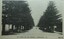 An avenue of tall trees and some parked cars, street that leads to a memorial.