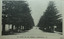 Photograph of a tree lined street with the War Memorial at the end