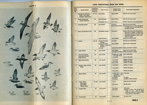 Sea bird identification chart