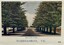 Ninth picture - The Avenue of Pines
