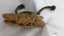 Brass coat hook attached to fragment of wood.