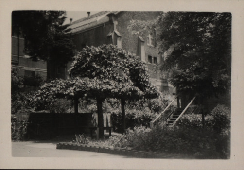 Tree in a garden at the Ballarat School of Mines