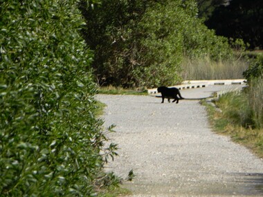 CD-ROM, Big Cats sightings in Victoria, 2012