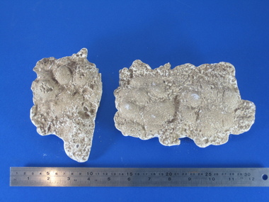 Plaster cast, David Pepper-Edwards, Plaster cast of a Clouded Leopard Footprint, 03/2004