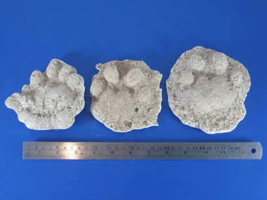 Plaster cast, Plaster Cast of a Bob Cat Footprint, c 2004