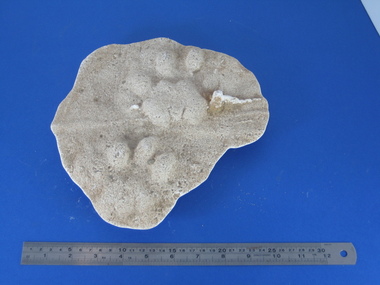 Plaster cast, David Pepper-Edwards, Plaster Cast of a Snow Leopard Footprint, 27/07/2003
