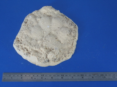 Resin cast, Resin Cast of a Large Cat Footprint, c 2004