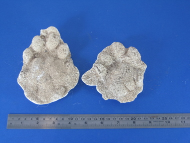Plaster cast, David Pepper-Edwards (probably), Plaster Cast of a Big Cat Footprint, c 2004