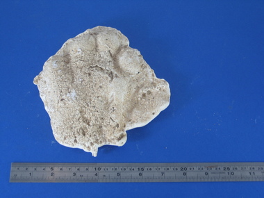 Plaster cast, David Pepper-Edwards (probably), Plaster Cast of a Big Cat Footprint, c 2004