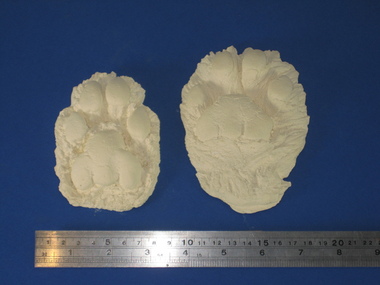 Plaster cast, Plaster cast of a Puma Footprint, c 2004