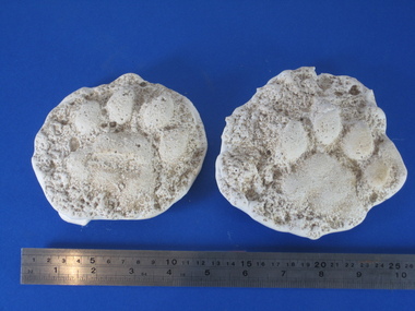 Plaster cast, David Pepper-Edwards, Plaster Cast of a Sumatran Tiger Footprint, 03/2004