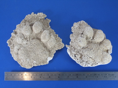Plaster cast, David Pepper-Edwards, Plaster Cast of a Lion Footprint, 04/2004