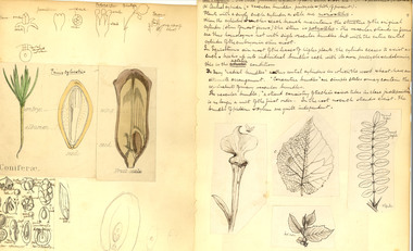 Book - Notebook, Alfred Bock, Notebook of Botanical Lectures by Alfred Ewart, c1891