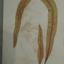 Marine Botanical Speciman 