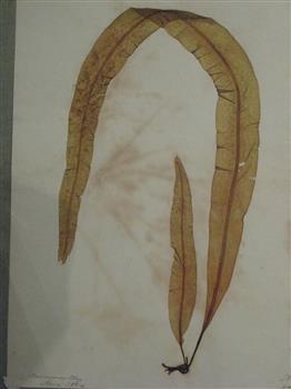 Marine Botanical Speciman 