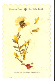 Plant specimen, Flowers from the Holy Land, possibly c1949
