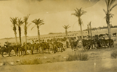 Photograph - black and white, Horse Lines at [Serapeum?]