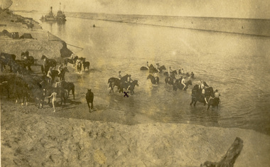 Postcard - photographic, Swimming Horses in Suez Canal, c1915