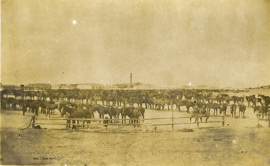 Postcard - photographic, Australian Horse Lines at Metra