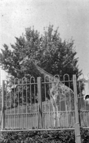 Photograph - Photograph - Sepia, Giraffe in the Cairo Zoo, c1915