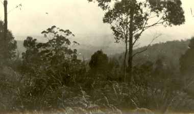 Photograph - Photograph - black and white, Fern tree Gully from Government Lookout, c1925