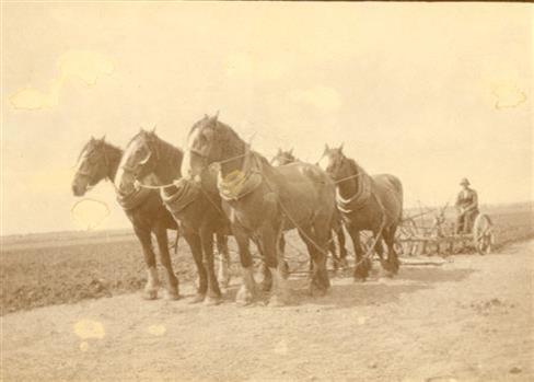 Horse drawn plough