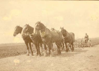 Horse drawn plough
