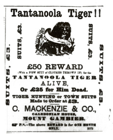 Newspaper - Newsclippings, Tantanoola Tiger Newsclippings