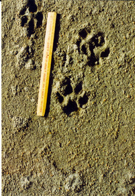 Photograph - Photograph - Colour, David Pepper-Edwards, Paw Prints, 04/1999