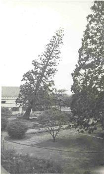 A tree falling after being cut