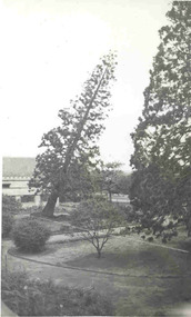 A tree falling after being cut