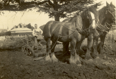 Photograph - Black and White, Team of Draught Horses, Possibly 1920's