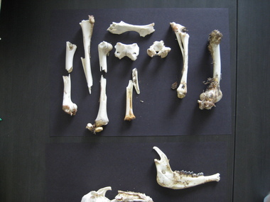 Skeletal remains of an animal