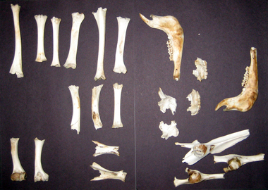 Animal specimen - Bones, Skeletal remains of an animal