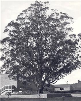 A large tree on the Mount Helen Campus