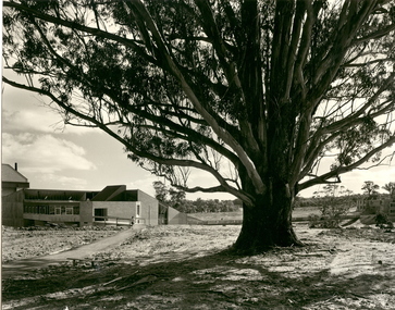 Photograph - Black and White, Tree of Knowledge, Mount Helen Campus, 1973