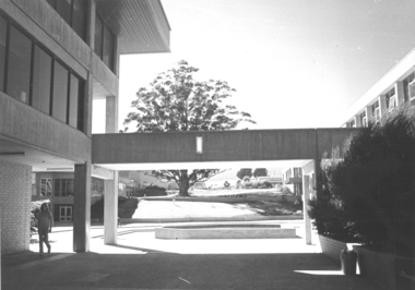Photograph - Black and White, Mount Helen Campus view of the Big Tree from the Library