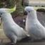 cockatoos