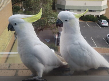 cockatoos