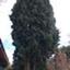 Cyprus Tree