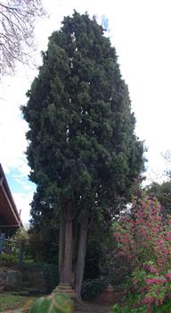 Cyprus Tree
