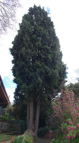 Cyprus Tree